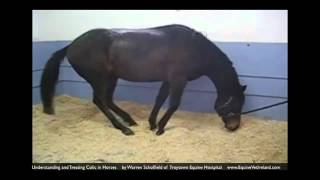 Colic in horses Horse Vet explains what owners should know [upl. by Tasia]