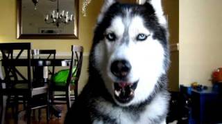 Mishka says quotHow are you How u doinquot  Husky Dog Talking [upl. by Erminna]