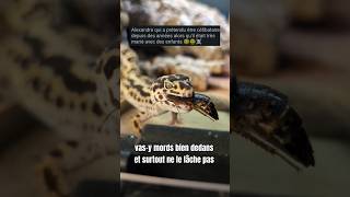 Part 1Je donne le prénom de vos exs à mes blattes pour une vidéo nourrissage  blattes exs gecko [upl. by Cyrillus155]