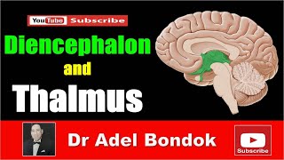 Diencephalon and Thalamus Dr Adel Bondok [upl. by Maker741]