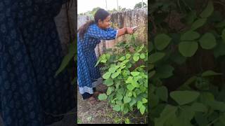 Long beans छुपछुप के तोड़ा 😊😊 minivlog shortvideos organicgarden organic kitchengarden [upl. by Nohtiek]