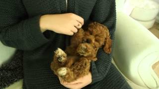 Cavoodle  Suzies cavoodle girl 5639 1  Pocket Puppies  Australias Home of Toy Cavoodles [upl. by Lexi]