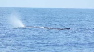 Sperm Whale 抹香鯨  C0721 [upl. by Zeret797]