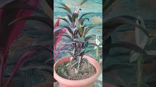 Dracaena Plant Grow Journey shortvideo shorts plants nature plantlover ytshorts [upl. by Anahsohs]