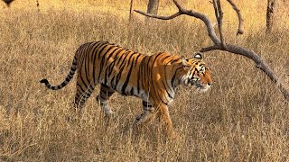 Ranthambore National Park India  March 2024 [upl. by Nivac]