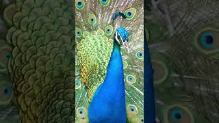 Peacock Calls  Peafowl Bird Sounds peacock birds [upl. by Brunhilde]