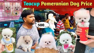 Teacup Pomeranian dog price in India  Pomeranian puppies price  cute puppy price  cute Pomeranian [upl. by Brass]