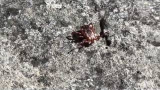 American Dog or Wood Tick Ixodidae Dermacentor variabilis on Rock [upl. by Atnima]