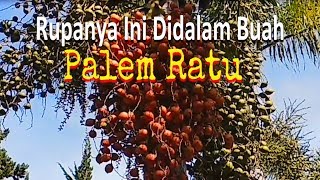 Rupanya Ini Didalam Buah Palem [upl. by Enilrae]