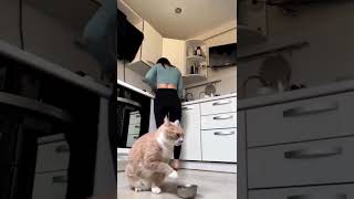 ANNOYING CAT [upl. by Wilkins]