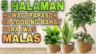 THESE PLANTS ARE NOT LUCKY PLANTS IN HOME  5 Halaman huwag ipasok sa loob ng bahay para iwas malas [upl. by Chery61]