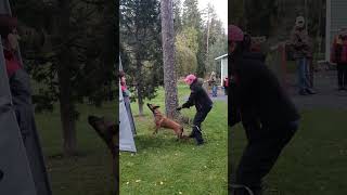 Spacetime Enceladus Candidum doglove dogtraining malinois workingdog dog doglife funny igp [upl. by Nyrat]