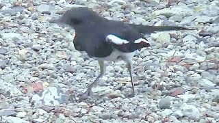 Oriental magpierobin Copsychus saularis catch prey Other Birds try to looting 2 [upl. by Basso]