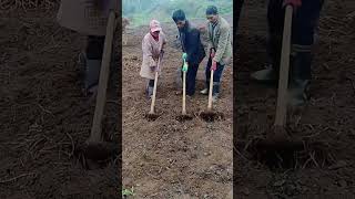 The process of digging underground vegetable roots [upl. by Neelhtakyram390]