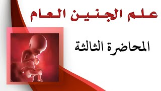 علم الجنين العام  الأسبوع الثاني والثالث من التطور الجنينيالقرص المضغي الثنائي والثلاثي الصفيحة [upl. by Dublin]