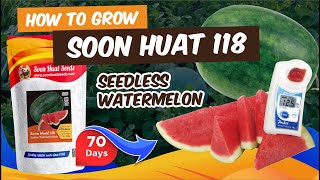 How to Grow Seedless Watermelon  Growing Guide for Seedless Watermelon 2024 [upl. by Aridni]