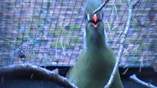 white cheeked turaco singing [upl. by Filide782]