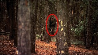 Researchers describe Bigfoot seen near Mt St Helens 2018  RBE22 [upl. by Ojahtnamas]