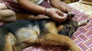 German Shepherd Dog Ears Tapingजर्मन शेफर्ड डॉग के कान खड़े करने का तरीक़ा Part2 jattprabhjot [upl. by Lepp430]