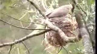 Noisy Friarbirds Leatherheads nesting [upl. by Oscar392]