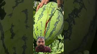 seedless watermelon 🍉 watermelon cutting skill watermelon injection fruit tissueculture seed [upl. by Yllitnahc781]