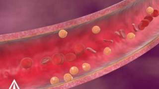 Cholesterol  3D Medical Animation [upl. by Yrro]