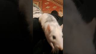 I think my Rat likes my Feet 😆 🤣 foryou shorts petshorts pet petlife Rat ratshorts ratlover [upl. by Leizo]