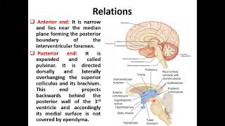 Anatomy of the diencephalon Basic amp applied part I [upl. by Fahey]