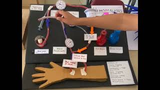 Haemodialysis l Science working model l [upl. by Gunas]