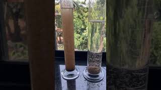 aerobic granular sludge vs activated sludge settlement [upl. by Yhtuv305]