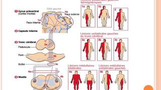 NEUROLOGIE Syndrome pyramidal 2015 [upl. by Schrader902]