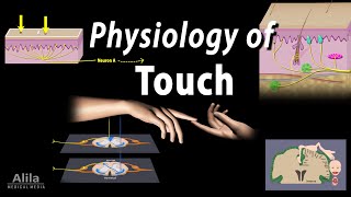 Physiology of Touch Receptors and Pathways Animation [upl. by Leyes]