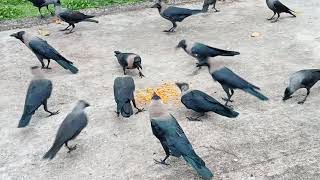 How Smart Are Crows Actually [upl. by Artenahs]