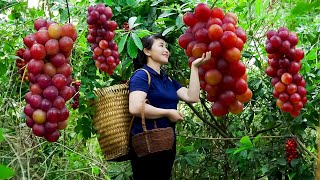 How to Harvest Grape Garden goes To Market Sell  Harvesting and Cooking Tieu Vy Daily Life [upl. by Ahsaeit]