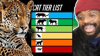 TIERZOO CAT TIER LIST CHANGED EVERYTHING WE KNEW ABOUT CATS 🤯 [upl. by Anikas739]