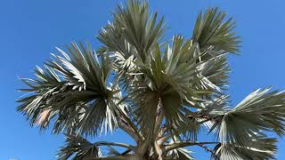 Trip to Spain September 2024 Palm species growing in Alicante Valencia [upl. by Ivana]