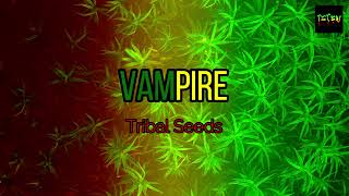 Vampire feat Whiteboy John  Tribal Seeds Karaoke Version HD [upl. by Idnil]