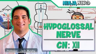 Neurology  Hypoglossal Nerve Cranial Nerve XII [upl. by Maire62]