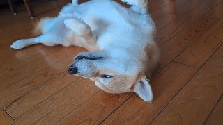 Hilarious Shiba Inu Falls Asleep in the Funniest Way 💤 [upl. by Miguela]