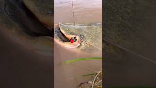 youtubeshorts pescadores pesca pescador fishing pescaria peixe fritonabeiradorio tucunare [upl. by Naujal503]