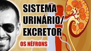 Sistema ExcretorUrinário  Néfron A unidade funcional dos Rins  Anatomia Humana  VideoAula 031 [upl. by Noyek444]