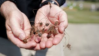 Get It Growing How to Combat Nutsedge [upl. by See]