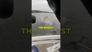 THIS GIANT FISH almost got away😱😱😱 fishing shorts outdoors [upl. by Iznek]