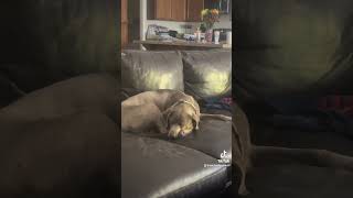 napping hard dog doglover dogshorts grandma cute funny [upl. by Rae139]