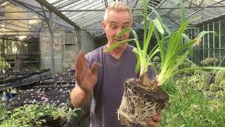 How to divide agapanthus at stinky ditch nursery Sep ‘19 [upl. by Ruomyes]