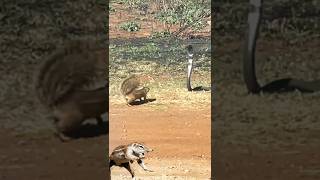 ground squirrel harass the rinkhals [upl. by Westbrook]