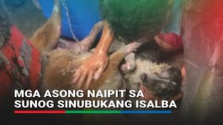 Mga aso sinubukan isalba matapos maipit sa sunog sa Sta Cruz  ABSCBN News [upl. by Tabina106]