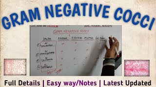 Gram negative cocci  Gram negative bacteria  gram negative flow chart [upl. by Ethelyn]