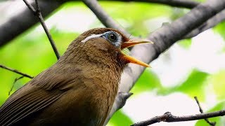 ガビチョウGarrulax canorusの鳴き声。May 19 2019 [upl. by Schnabel]