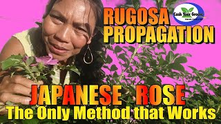 HOW TO CLONE THE JAPANESE RUGOSA ROSE  MAKE A ROSE TREE [upl. by Llertnauq]